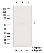 Phospho-MLKL (Ser358) Antibody in Western Blot (WB)