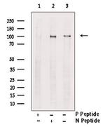 Phospho-VPS34 (Ser244, Ser249) Antibody in Western Blot (WB)