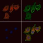 Phospho-NT5C (Ser184) Antibody in Immunocytochemistry (ICC/IF)