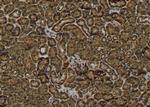 Phospho-PRAS40 (Ser212) Antibody in Immunohistochemistry (Paraffin) (IHC (P))