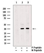 Phospho-PBK (Ser59) Antibody in Western Blot (WB)