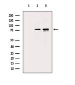 Phospho-DNAJC2 (Ser49) Antibody in Western Blot (WB)