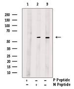 Phospho-MAPKAP1 (Ser510) Antibody in Western Blot (WB)