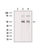 Phospho-Cdc20 (Thr70) Antibody in Western Blot (WB)