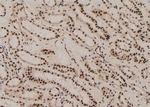 Phospho-GLI3 (Ser664) Antibody in Immunohistochemistry (Paraffin) (IHC (P))