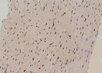 Phospho-GLI3 (Ser664) Antibody in Immunohistochemistry (Paraffin) (IHC (P))