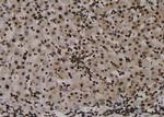 Phospho-Claudin 7 (Tyr210) Antibody in Immunohistochemistry (Paraffin) (IHC (P))