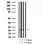 Phospho-Claudin 7 (Tyr210) Antibody in Western Blot (WB)