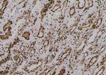 Phospho-RyR2 (Ser2808) Antibody in Immunohistochemistry (Paraffin) (IHC (P))