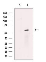 N-WASP Antibody in Western Blot (WB)