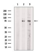 N-WASP Antibody in Western Blot (WB)