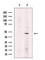 SETD8 Antibody in Western Blot (WB)