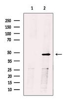 HFE2 Antibody in Western Blot (WB)