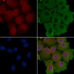 HCK Antibody in Immunocytochemistry (ICC/IF)