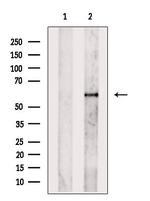 HCK Antibody in Western Blot (WB)