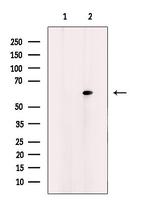 HCK Antibody in Western Blot (WB)