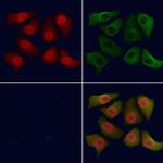 BRCA2 Antibody in Immunocytochemistry (ICC/IF)