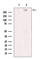 BRCA2 Antibody in Western Blot (WB)