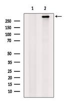 BRCA2 Antibody in Western Blot (WB)