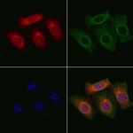 MAPK15 Antibody in Immunocytochemistry (ICC/IF)