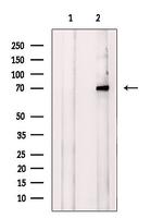 DNAJC2 Antibody in Western Blot (WB)