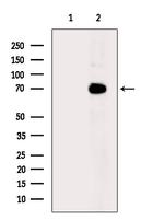 DNAJC2 Antibody in Western Blot (WB)