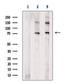 DNAJC2 Antibody in Western Blot (WB)