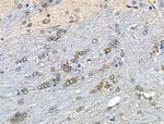 Phospho-NFATC1 (Ser294) Antibody in Immunohistochemistry (Paraffin) (IHC (P))