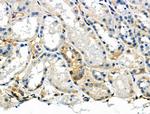 Phospho-NFATC1 (Ser294) Antibody in Immunohistochemistry (Paraffin) (IHC (P))