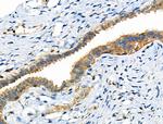 Phospho-NFATC1 (Ser294) Antibody in Immunohistochemistry (Paraffin) (IHC (P))