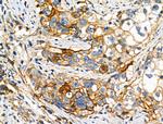 Phospho-NFATC1 (Ser294) Antibody in Immunohistochemistry (Paraffin) (IHC (P))