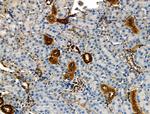 Phospho-NFATC1 (Ser294) Antibody in Immunohistochemistry (Paraffin) (IHC (P))