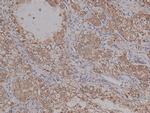 Phospho-PKA alpha (Ser339) Antibody in Immunohistochemistry (Paraffin) (IHC (P))