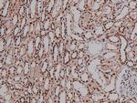 Phospho-VEGF Receptor 2 (Tyr996) Antibody in Immunohistochemistry (Paraffin) (IHC (P))