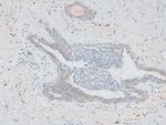 Phospho-Histone H2B (Ser15) Antibody in Immunohistochemistry (Paraffin) (IHC (P))