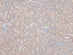 Phospho-Histone H2B (Ser15) Antibody in Immunohistochemistry (Paraffin) (IHC (P))