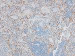 Phospho-Histone H2B (Ser15) Antibody in Immunohistochemistry (Paraffin) (IHC (P))