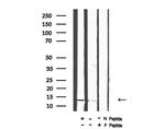 Phospho-Histone H2B (Ser15) Antibody in Western Blot (WB)