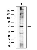 Phospho-MAP2K1/MAP2K2 (Ser218, Ser222, Ser226) Antibody in Western Blot (WB)