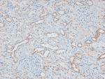 Phospho-MAP2K1/MAP2K2 (Ser218, Ser222, Ser226) Antibody in Immunohistochemistry (Paraffin) (IHC (P))