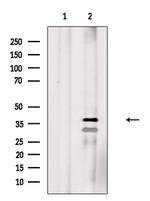 Phospho-C/EBP alpha (Ser190) Antibody in Western Blot (WB)