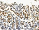 Phospho-GP130 (Ser782) Antibody in Immunohistochemistry (Paraffin) (IHC (P))