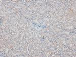 Phospho-FES (Tyr713) Antibody in Immunohistochemistry (Paraffin) (IHC (P))