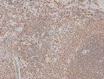 Phospho-Cyclin D1 (Ser90) Antibody in Immunohistochemistry (Paraffin) (IHC (P))