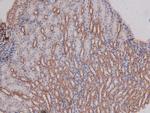 Phospho-DNA-PK (Ser2612) Antibody in Immunohistochemistry (Paraffin) (IHC (P))