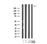 Phospho-DNA-PK (Ser2612) Antibody in Western Blot (WB)