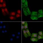 Phospho-PPAR alpha (Ser21) Antibody in Immunocytochemistry (ICC/IF)