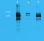 Phospho-RET (Tyr905) Antibody in Western Blot (WB)