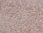 Phospho-RET (Tyr1096) Antibody in Immunohistochemistry (Paraffin) (IHC (P))