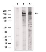 Phospho-RET (Tyr1096) Antibody in Western Blot (WB)